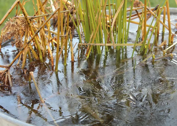 Bed & Breakfast Carpe Diem - - D'hotes Péry